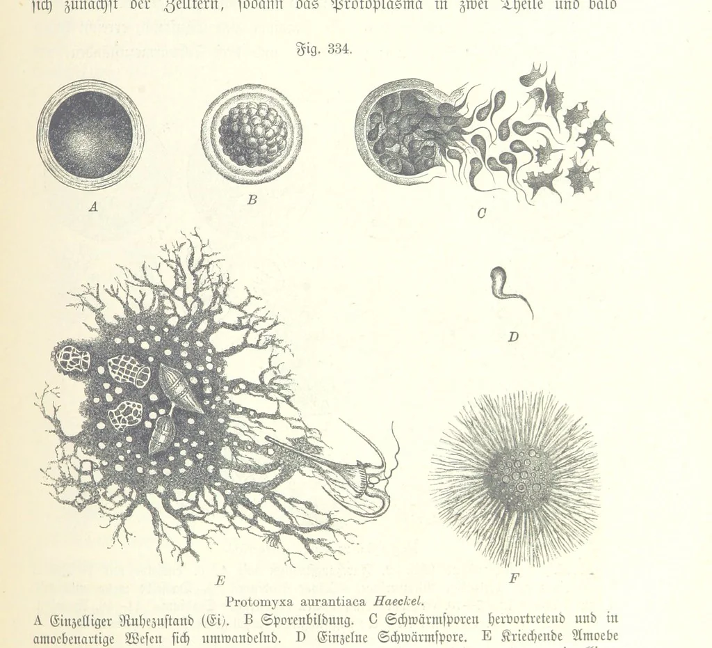 An illustration from Unser Wissen von der Erde. Allgemeine Erdkunde und Länderkunde, herausgegeben unter fachmännischer Mitwirkung von A. Kirchhoff, 1886, leaf 871