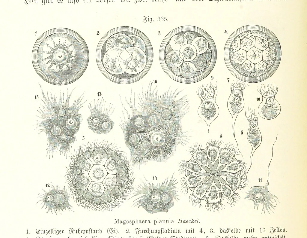 An illustration from Unser Wissen von der Erde. Allgemeine Erdkunde und Länderkunde, herausgegeben unter fachmännischer Mitwirkung von A. Kirchhoff, 1886, leaf 872