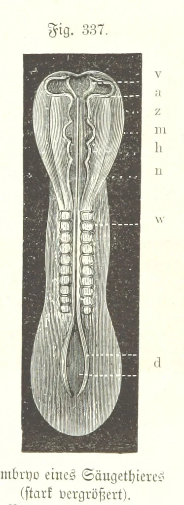 An illustration from Unser Wissen von der Erde. Allgemeine Erdkunde und Länderkunde, herausgegeben unter fachmännischer Mitwirkung von A. Kirchhoff, 1886, leaf 876