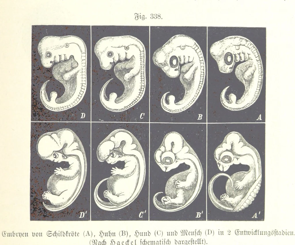 An illustration from Unser Wissen von der Erde. Allgemeine Erdkunde und Länderkunde, herausgegeben unter fachmännischer Mitwirkung von A. Kirchhoff, 1886, leaf 877