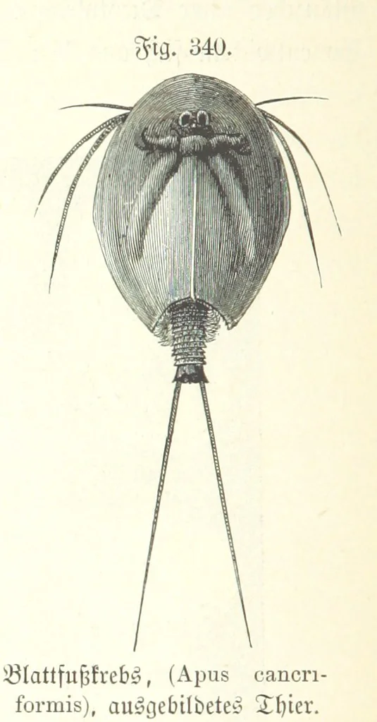 An illustration from Unser Wissen von der Erde. Allgemeine Erdkunde und Länderkunde, herausgegeben unter fachmännischer Mitwirkung von A. Kirchhoff, 1886, leaf 878