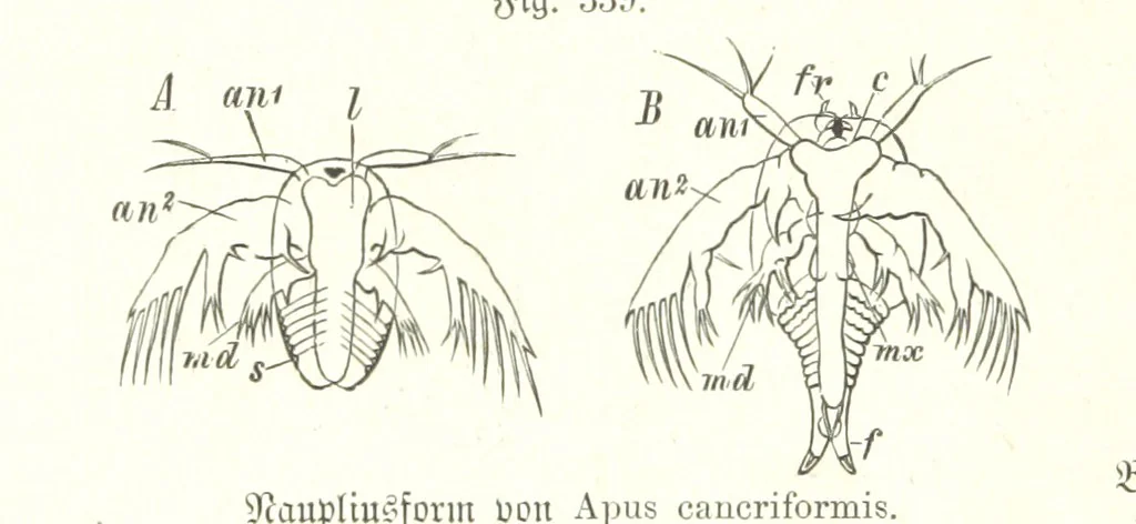 An illustration from Unser Wissen von der Erde. Allgemeine Erdkunde und Länderkunde, herausgegeben unter fachmännischer Mitwirkung von A. Kirchhoff, 1886, leaf 878