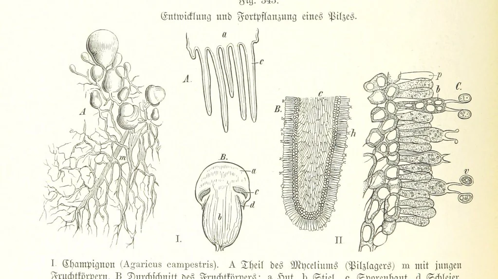 An illustration from Unser Wissen von der Erde. Allgemeine Erdkunde und Länderkunde, herausgegeben unter fachmännischer Mitwirkung von A. Kirchhoff, 1886, leaf 880
