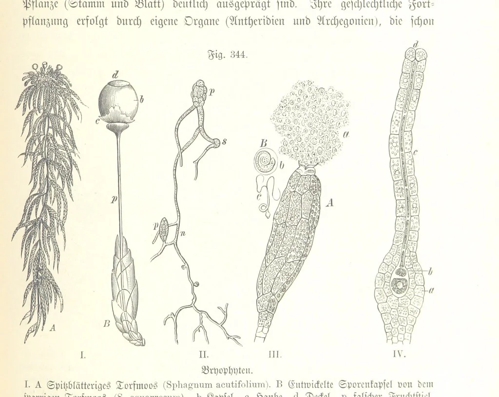 An illustration from Unser Wissen von der Erde. Allgemeine Erdkunde und Länderkunde, herausgegeben unter fachmännischer Mitwirkung von A. Kirchhoff, 1886, leaf 881