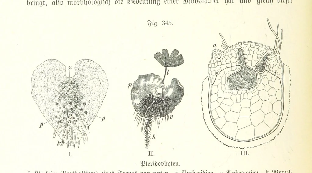 An illustration from Unser Wissen von der Erde. Allgemeine Erdkunde und Länderkunde, herausgegeben unter fachmännischer Mitwirkung von A. Kirchhoff, 1886, leaf 882