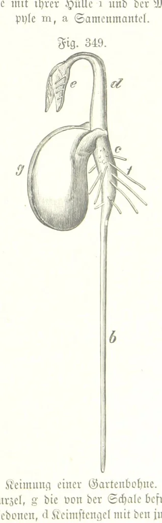 An illustration from Unser Wissen von der Erde. Allgemeine Erdkunde und Länderkunde, herausgegeben unter fachmännischer Mitwirkung von A. Kirchhoff, 1886, leaf 883