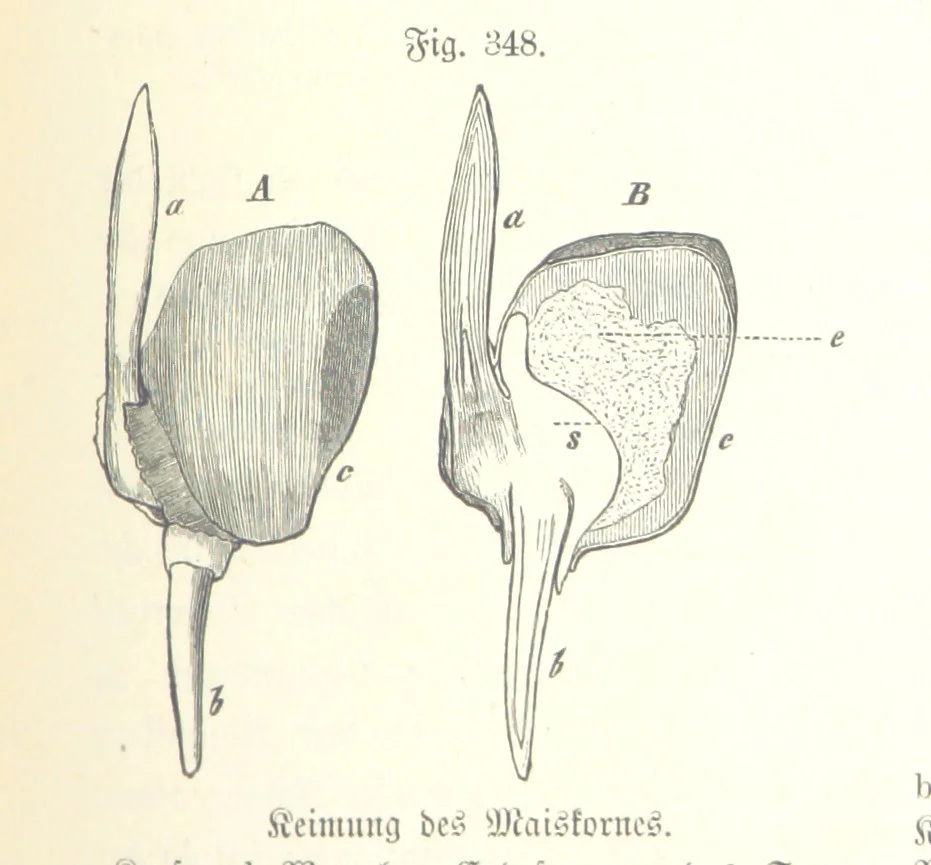 An illustration from Unser Wissen von der Erde. Allgemeine Erdkunde und Länderkunde, herausgegeben unter fachmännischer Mitwirkung von A. Kirchhoff, 1886, leaf 883