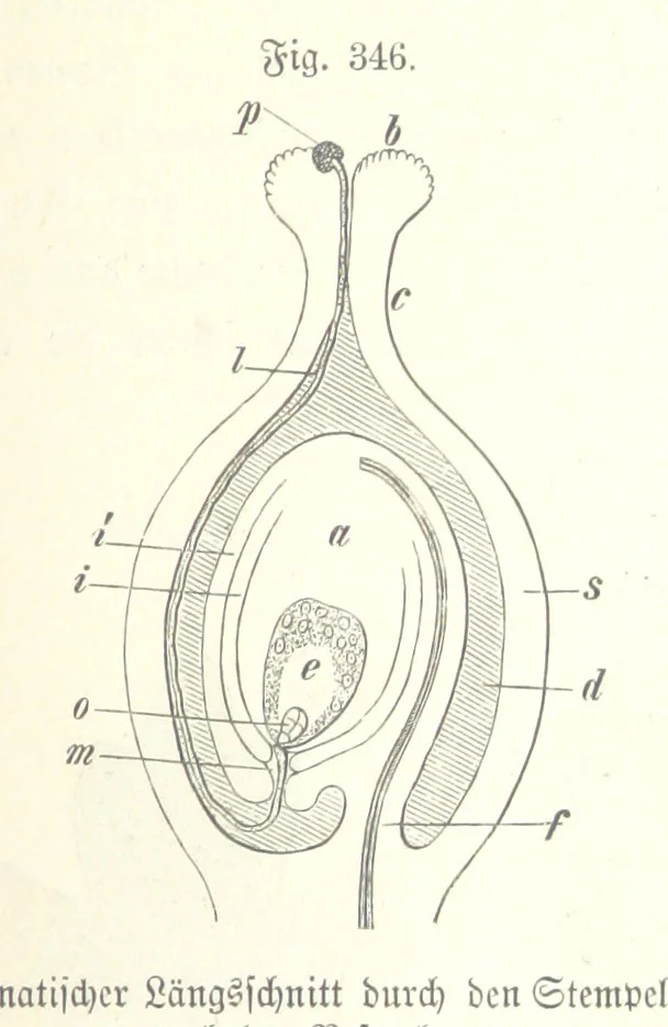 An illustration from Unser Wissen von der Erde. Allgemeine Erdkunde und Länderkunde, herausgegeben unter fachmännischer Mitwirkung von A. Kirchhoff, 1886, leaf 883