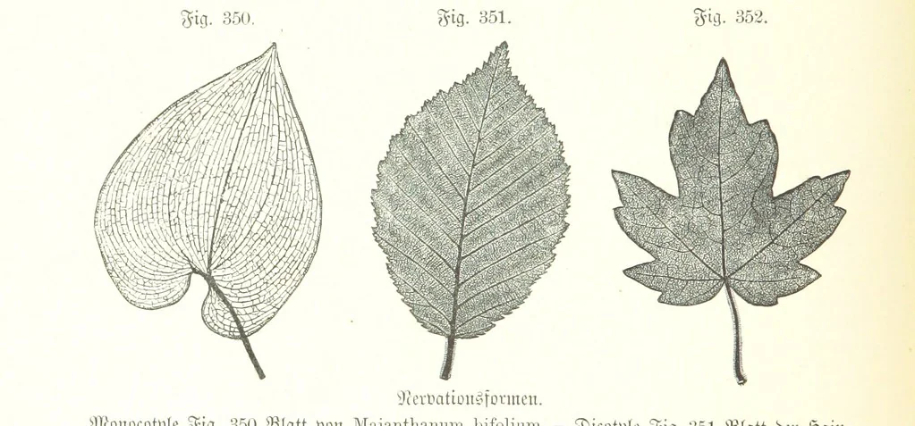 An illustration from Unser Wissen von der Erde. Allgemeine Erdkunde und Länderkunde, herausgegeben unter fachmännischer Mitwirkung von A. Kirchhoff, 1886, leaf 884