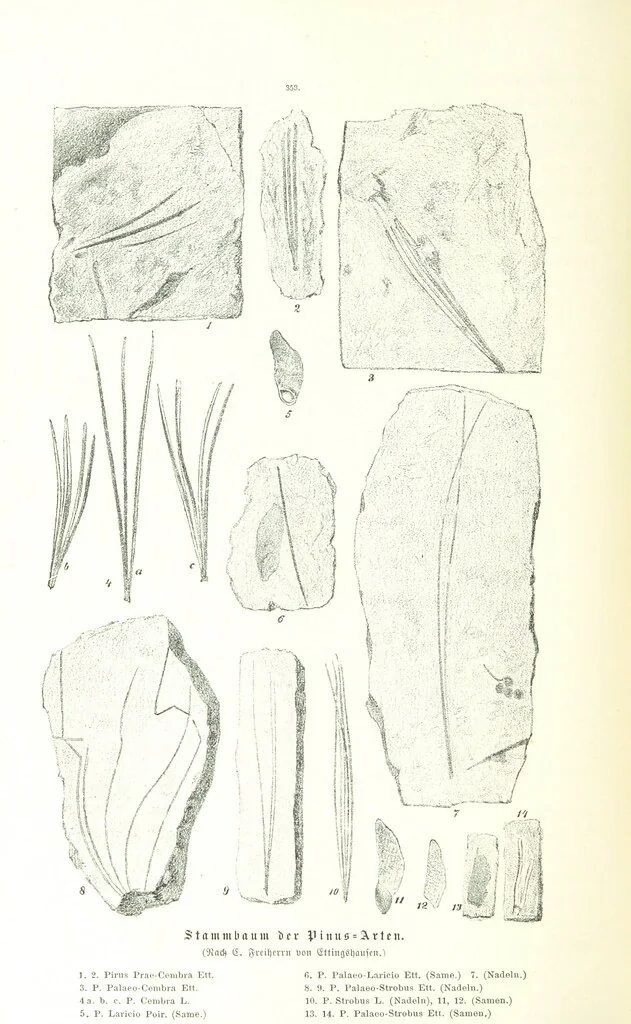 An illustration from Unser Wissen von der Erde. Allgemeine Erdkunde und Länderkunde, herausgegeben unter fachmännischer Mitwirkung von A. Kirchhoff, 1886, leaf 886