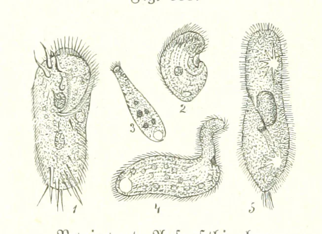 An illustration from Unser Wissen von der Erde. Allgemeine Erdkunde und Länderkunde, herausgegeben unter fachmännischer Mitwirkung von A. Kirchhoff, 1886, leaf 888