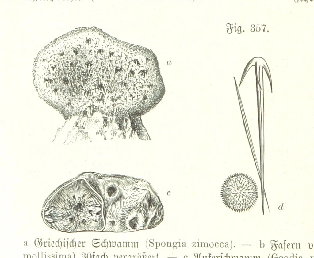 An illustration from Unser Wissen von der Erde. Allgemeine Erdkunde und Länderkunde, herausgegeben unter fachmännischer Mitwirkung von A. Kirchhoff, 1886, leaf 888