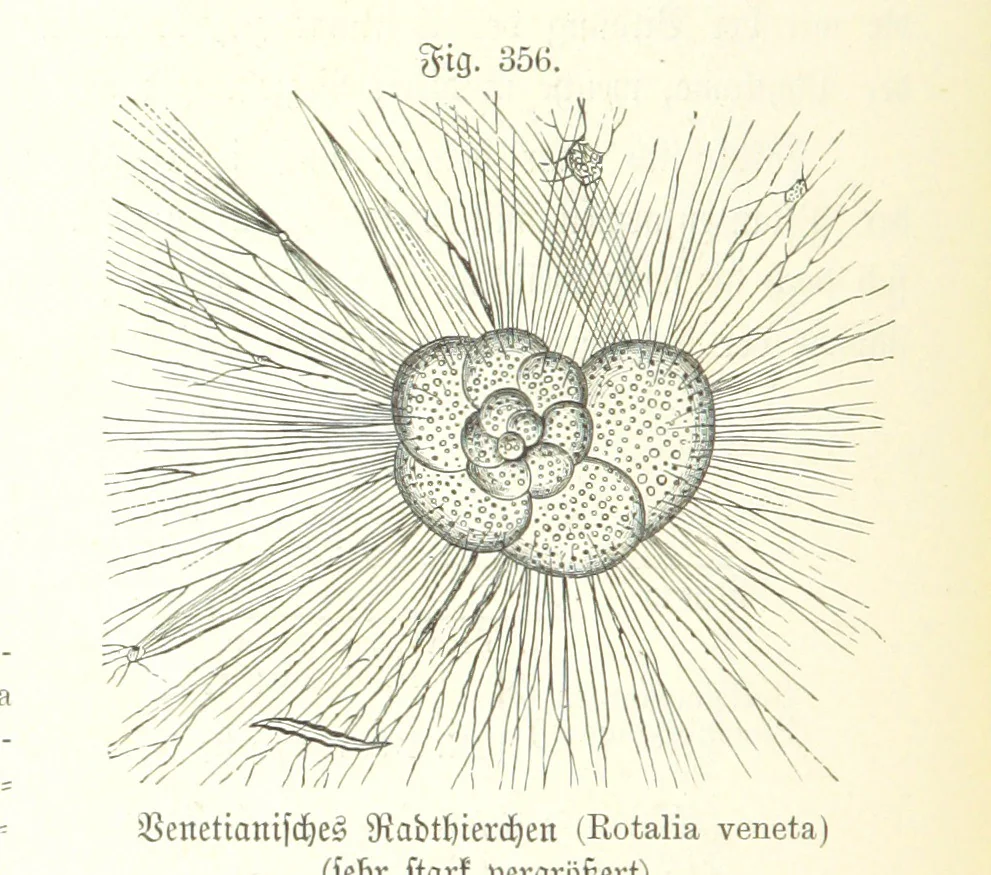 An illustration from Unser Wissen von der Erde. Allgemeine Erdkunde und Länderkunde, herausgegeben unter fachmännischer Mitwirkung von A. Kirchhoff, 1886, leaf 888