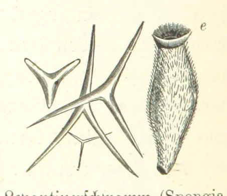 An illustration from Unser Wissen von der Erde. Allgemeine Erdkunde und Länderkunde, herausgegeben unter fachmännischer Mitwirkung von A. Kirchhoff, 1886, leaf 888