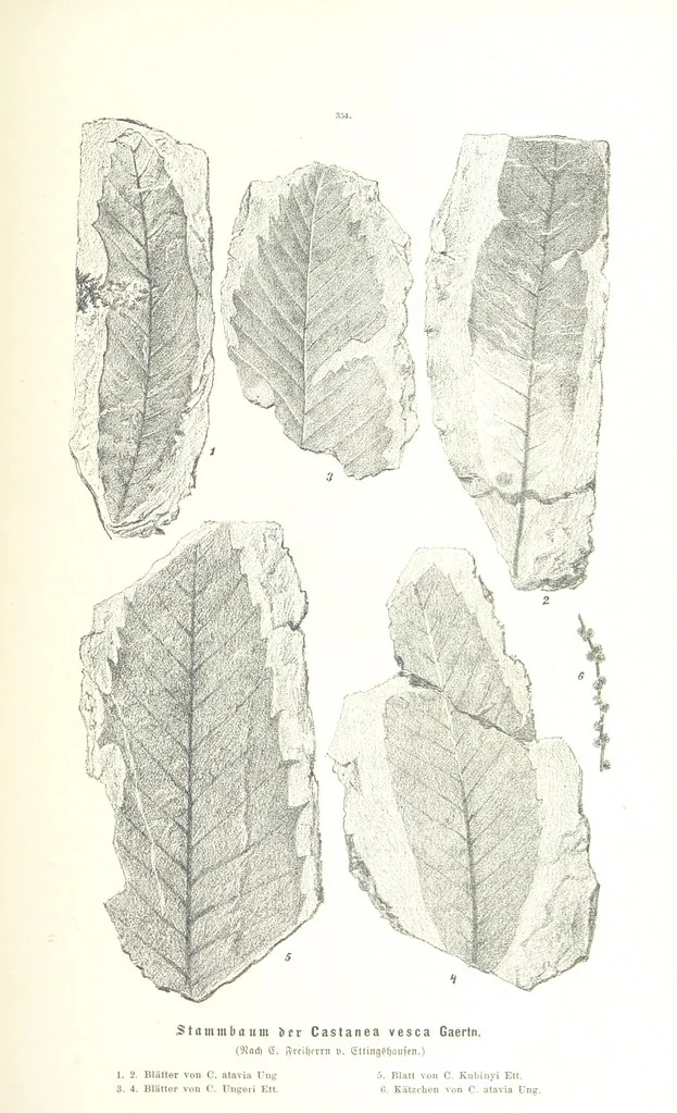 An illustration from Unser Wissen von der Erde. Allgemeine Erdkunde und Länderkunde, herausgegeben unter fachmännischer Mitwirkung von A. Kirchhoff, 1886, leaf 889