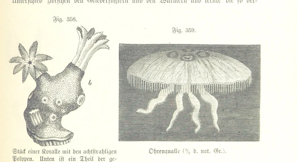 An illustration from Unser Wissen von der Erde. Allgemeine Erdkunde und Länderkunde, herausgegeben unter fachmännischer Mitwirkung von A. Kirchhoff, 1886, leaf 891
