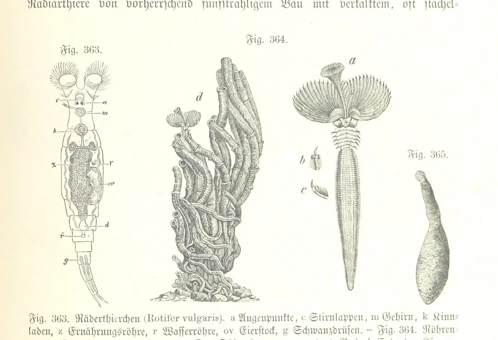 An illustration from Unser Wissen von der Erde. Allgemeine Erdkunde und Länderkunde, herausgegeben unter fachmännischer Mitwirkung von A. Kirchhoff, 1886, leaf 893
