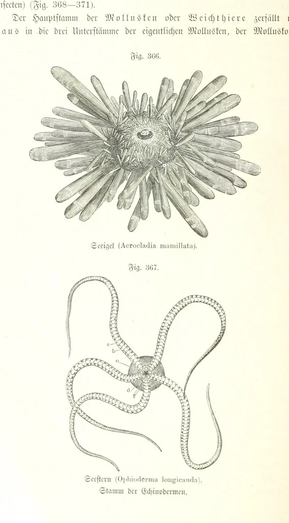 An illustration from Unser Wissen von der Erde. Allgemeine Erdkunde und Länderkunde, herausgegeben unter fachmännischer Mitwirkung von A. Kirchhoff, 1886, leaf 894