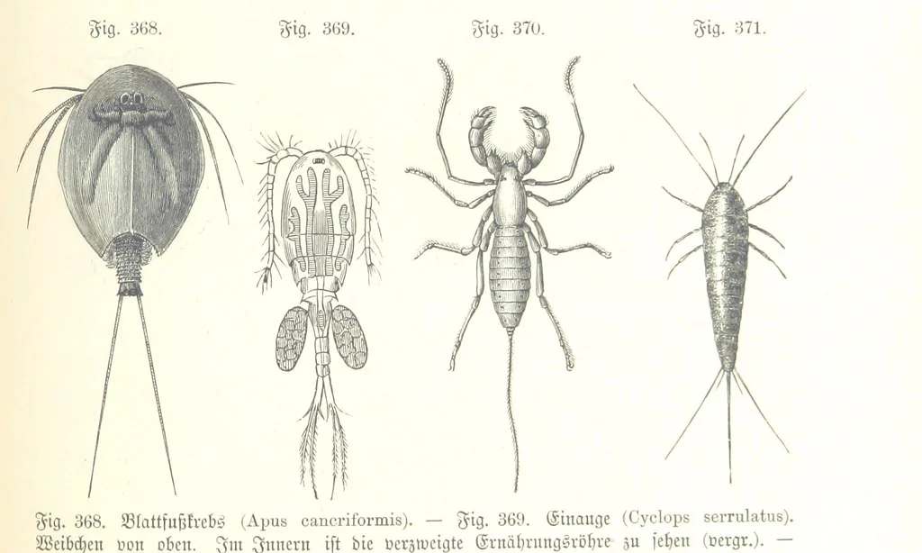 An illustration from Unser Wissen von der Erde. Allgemeine Erdkunde und Länderkunde, herausgegeben unter fachmännischer Mitwirkung von A. Kirchhoff, 1886, leaf 895