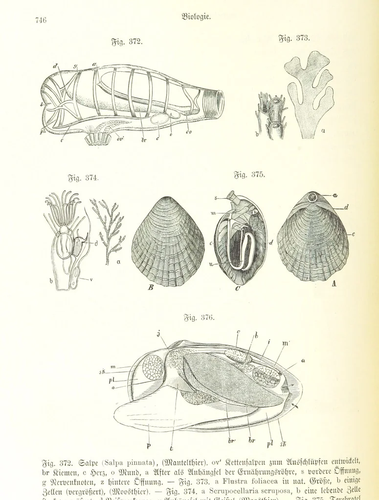 An illustration from Unser Wissen von der Erde. Allgemeine Erdkunde und Länderkunde, herausgegeben unter fachmännischer Mitwirkung von A. Kirchhoff, 1886, leaf 896