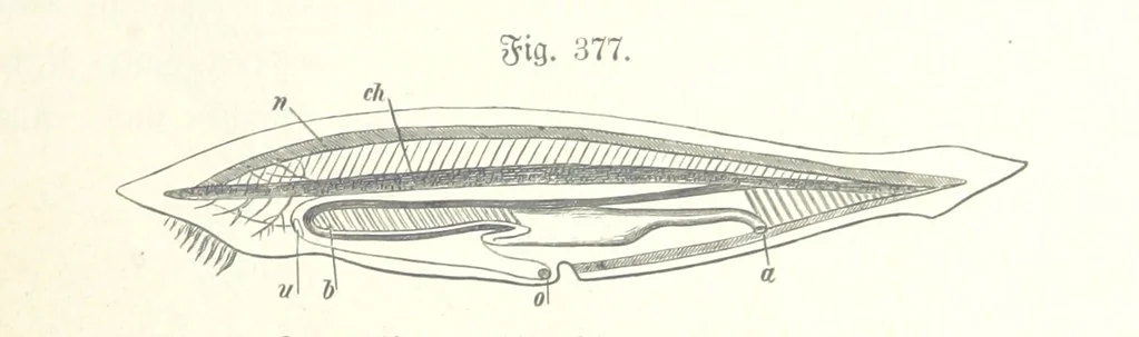 An illustration from Unser Wissen von der Erde. Allgemeine Erdkunde und Länderkunde, herausgegeben unter fachmännischer Mitwirkung von A. Kirchhoff, 1886, leaf 897