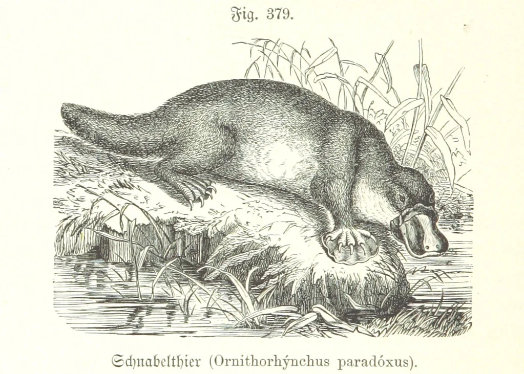 An illustration from Unser Wissen von der Erde. Allgemeine Erdkunde und Länderkunde, herausgegeben unter fachmännischer Mitwirkung von A. Kirchhoff, 1886, leaf 898