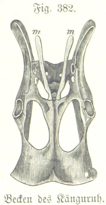 An illustration from Unser Wissen von der Erde. Allgemeine Erdkunde und Länderkunde, herausgegeben unter fachmännischer Mitwirkung von A. Kirchhoff, 1886, leaf 899