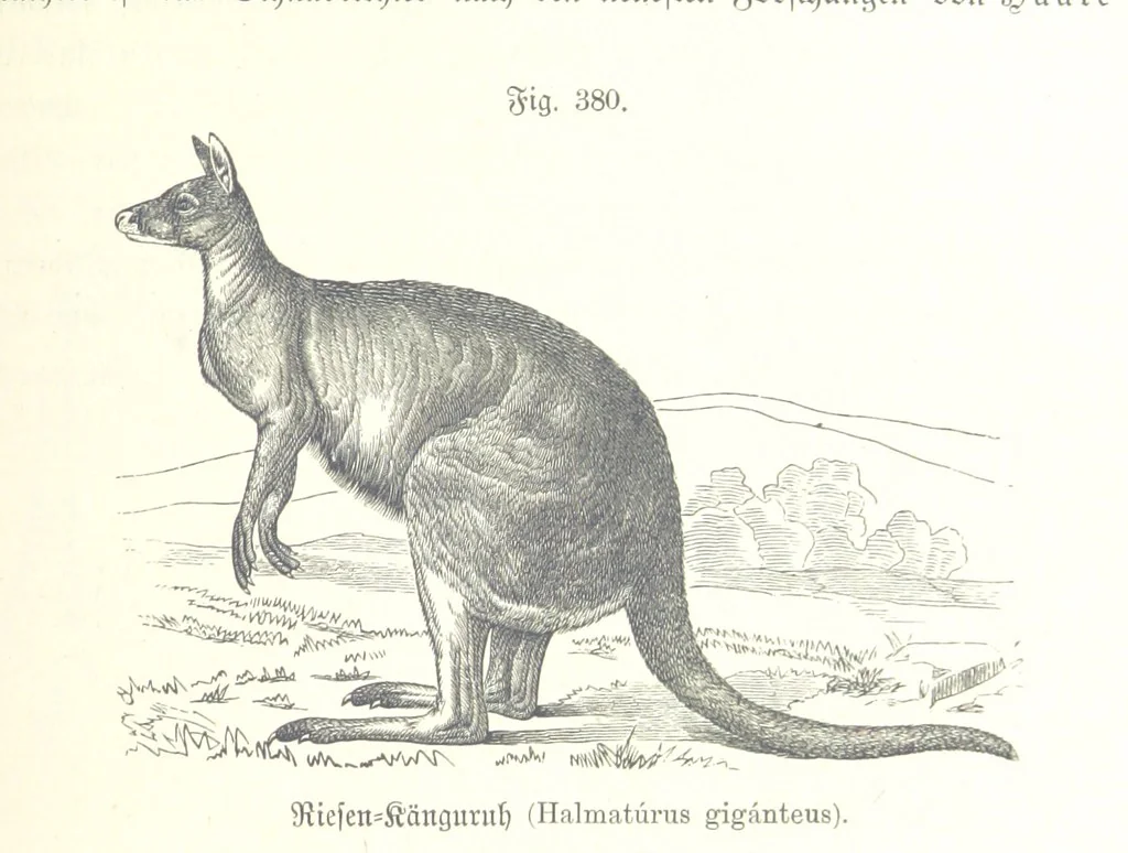 An illustration from Unser Wissen von der Erde. Allgemeine Erdkunde und Länderkunde, herausgegeben unter fachmännischer Mitwirkung von A. Kirchhoff, 1886, leaf 899