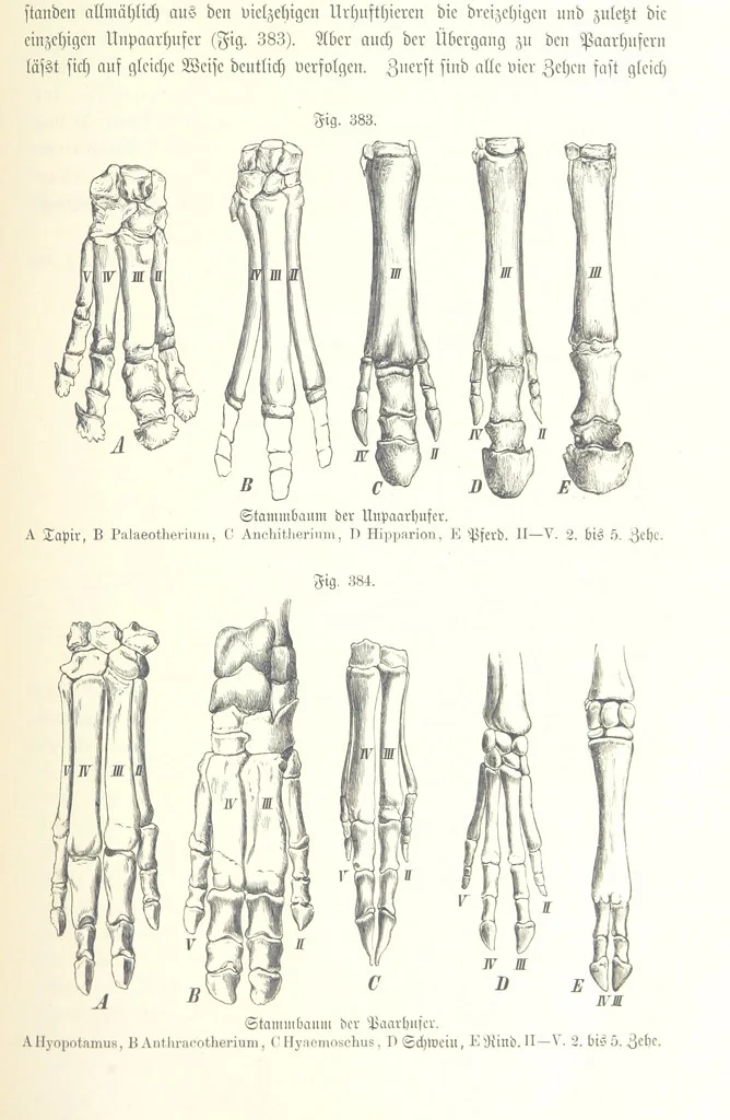 An illustration from Unser Wissen von der Erde. Allgemeine Erdkunde und Länderkunde, herausgegeben unter fachmännischer Mitwirkung von A. Kirchhoff, 1886, leaf 901