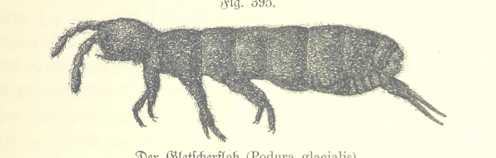 An illustration from Unser Wissen von der Erde. Allgemeine Erdkunde und Länderkunde, herausgegeben unter fachmännischer Mitwirkung von A. Kirchhoff, 1886, leaf 935