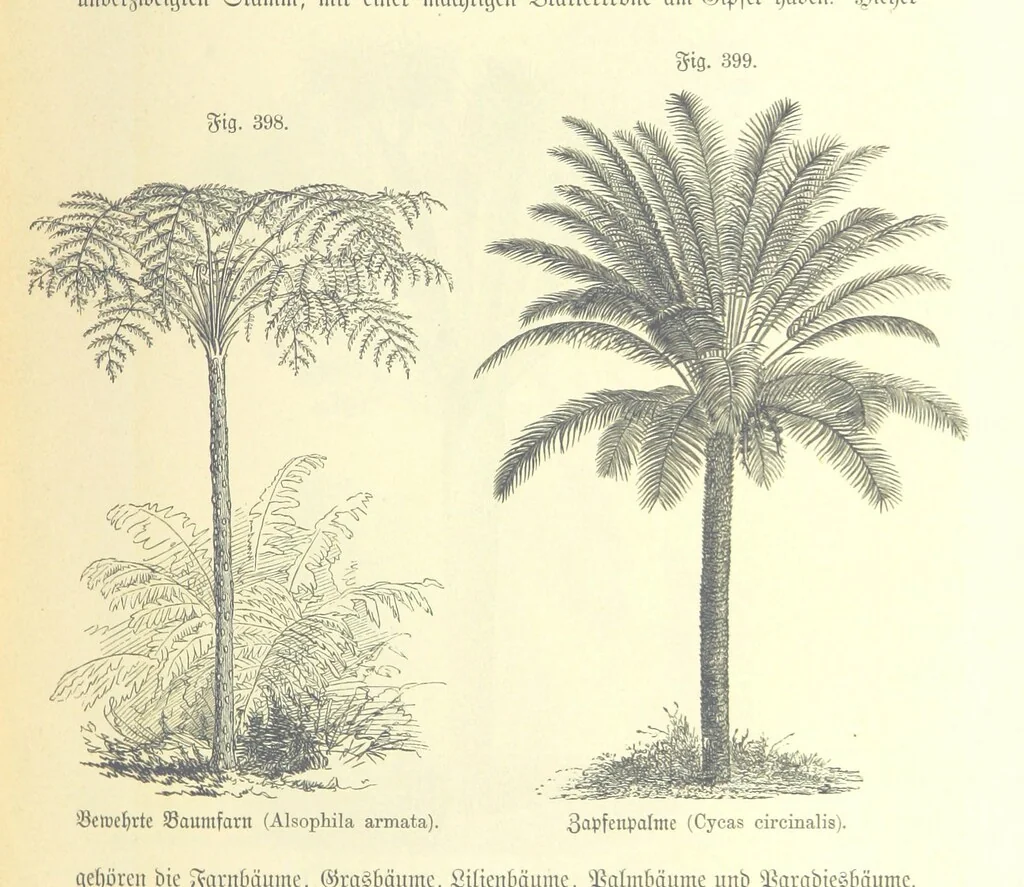 An illustration from Unser Wissen von der Erde. Allgemeine Erdkunde und Länderkunde, herausgegeben unter fachmännischer Mitwirkung von A. Kirchhoff, 1886, leaf 947