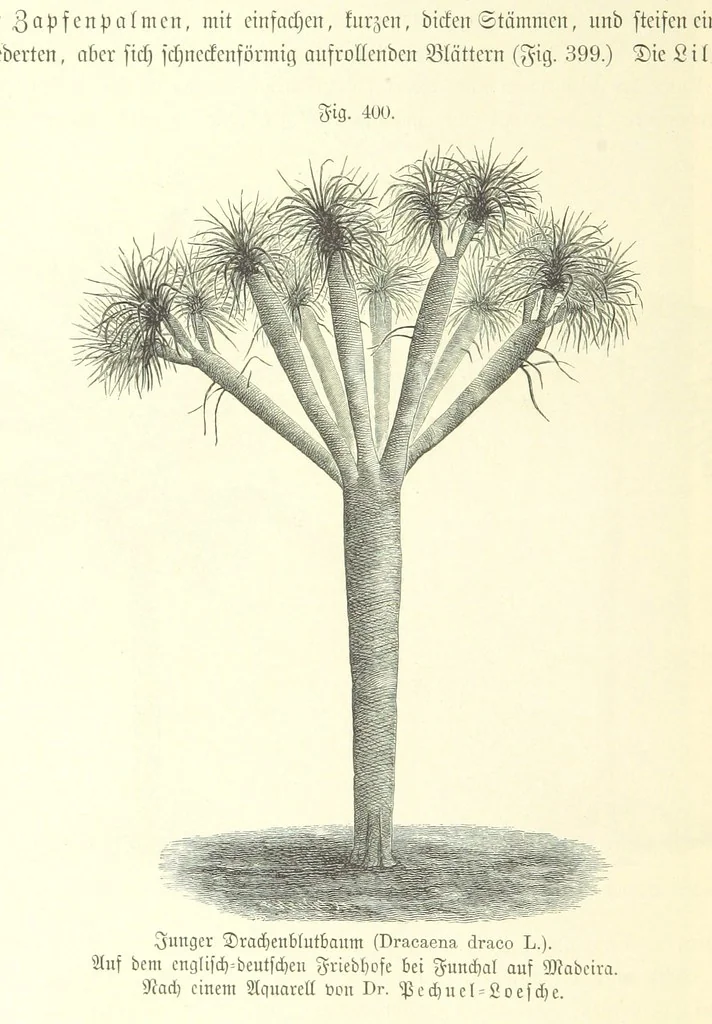 An illustration from Unser Wissen von der Erde. Allgemeine Erdkunde und Länderkunde, herausgegeben unter fachmännischer Mitwirkung von A. Kirchhoff, 1886, leaf 948