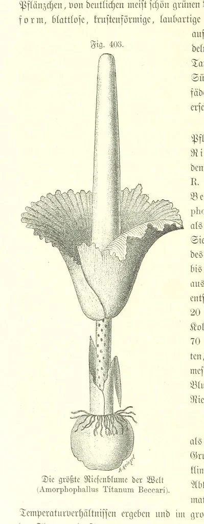 An illustration from Unser Wissen von der Erde. Allgemeine Erdkunde und Länderkunde, herausgegeben unter fachmännischer Mitwirkung von A. Kirchhoff, 1886, leaf 954