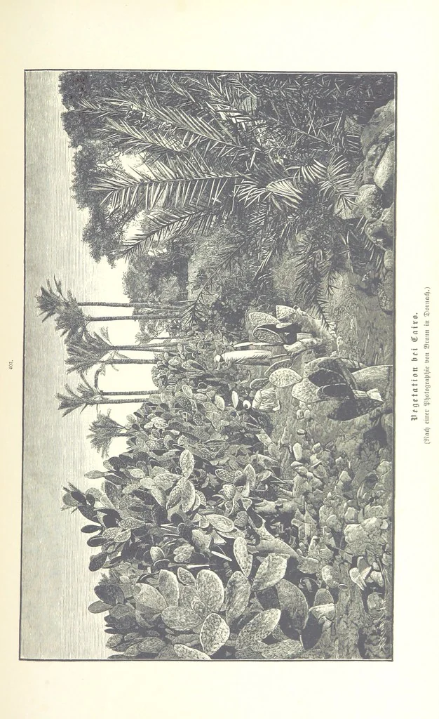 An illustration from Unser Wissen von der Erde. Allgemeine Erdkunde und Länderkunde, herausgegeben unter fachmännischer Mitwirkung von A. Kirchhoff, 1886, leaf 975