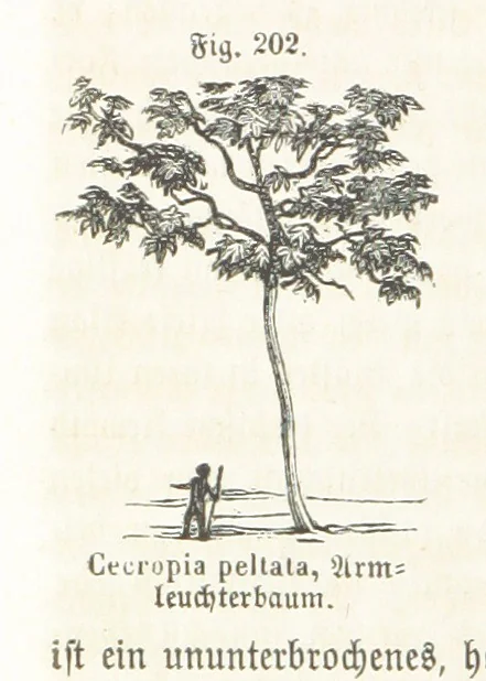 An illustration from Handbuch der Erdkunde, 1859, leaf 746