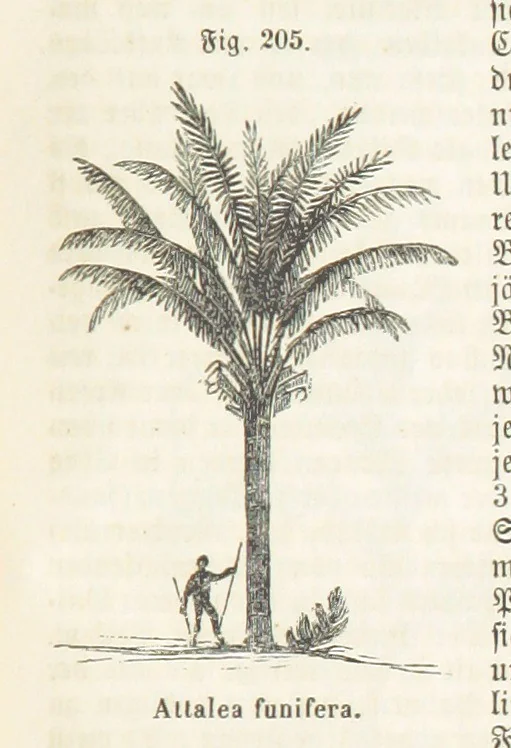 An illustration from Handbuch der Erdkunde, 1859, leaf 771