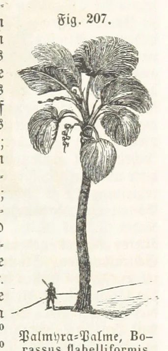 An illustration from Handbuch der Erdkunde, 1859, leaf 771