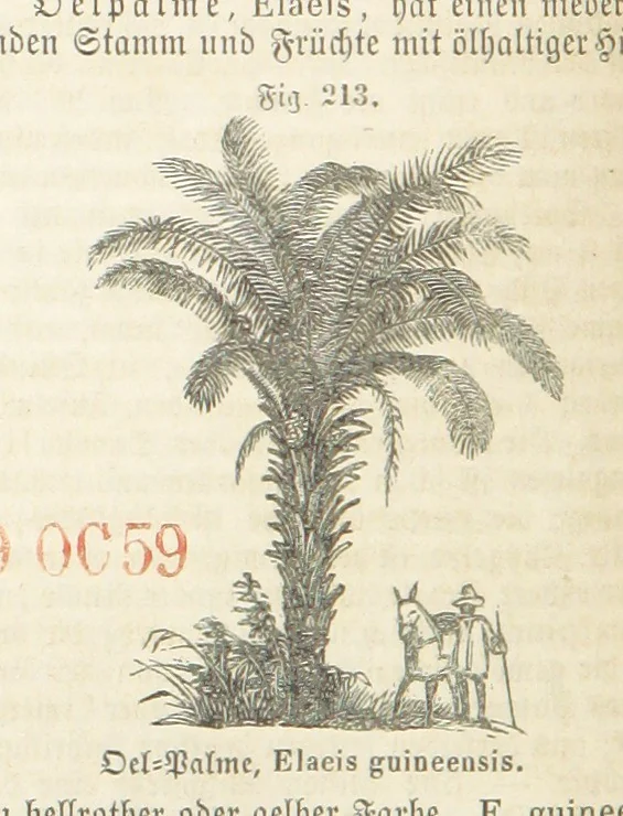 An illustration from Handbuch der Erdkunde, 1859, leaf 776