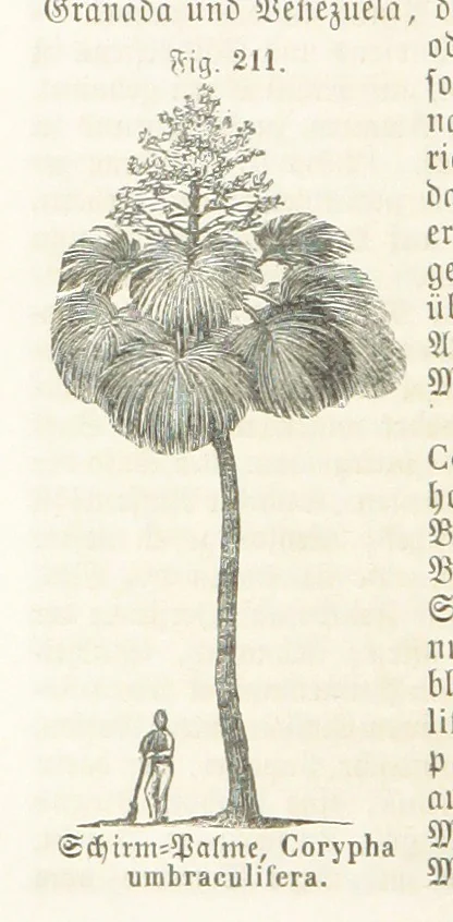 An illustration from Handbuch der Erdkunde, 1859, leaf 776
