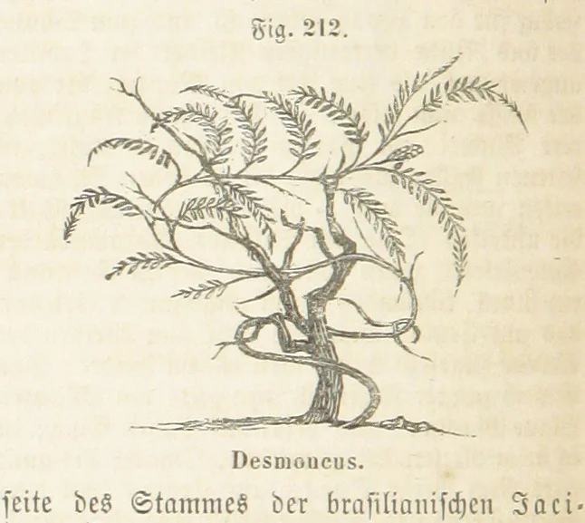 An illustration from Handbuch der Erdkunde, 1859, leaf 776