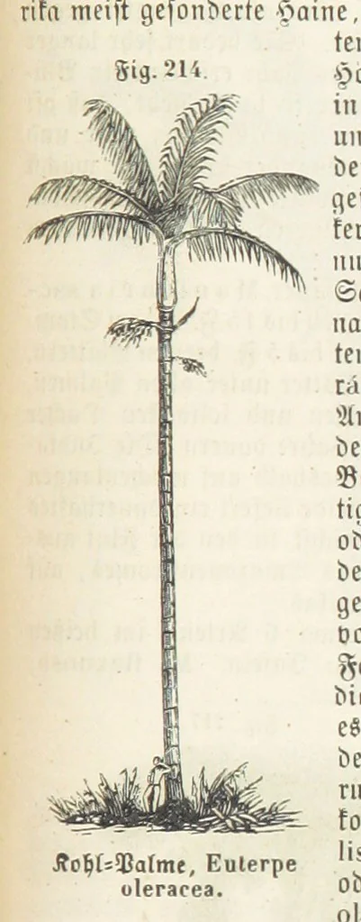 An illustration from Handbuch der Erdkunde, 1859, leaf 781
