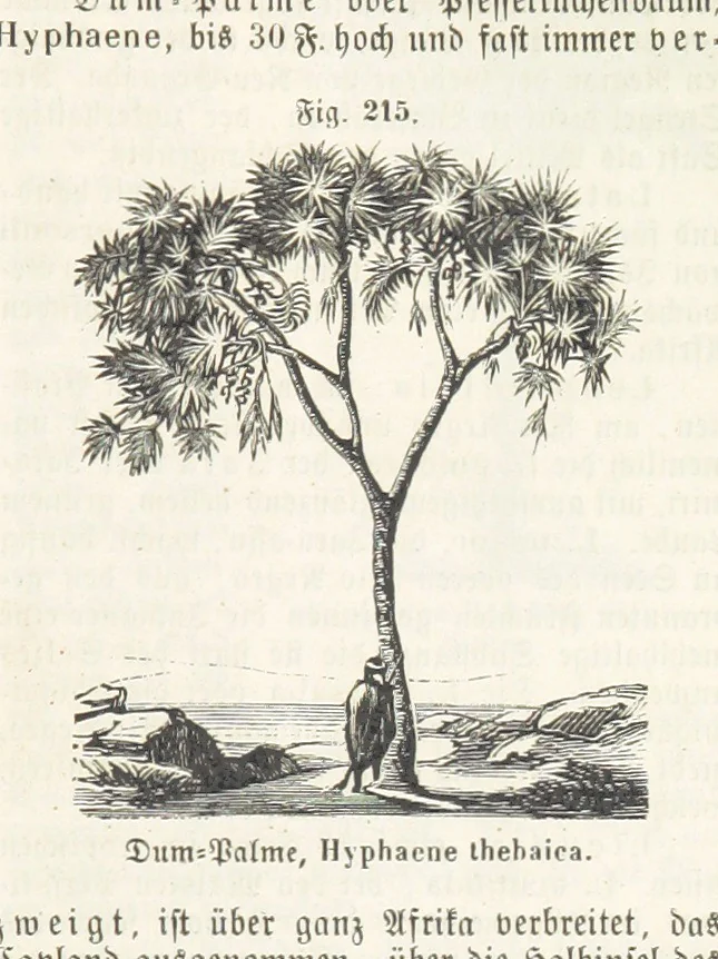 An illustration from Handbuch der Erdkunde, 1859, leaf 781