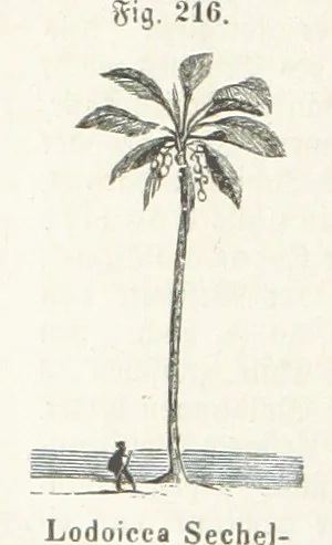 An illustration from Handbuch der Erdkunde, 1859, leaf 782