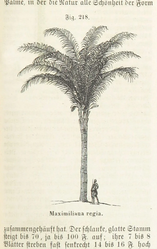 An illustration from Handbuch der Erdkunde, 1859, leaf 783