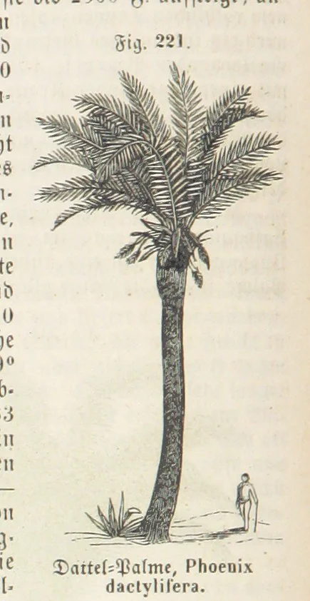 An illustration from Handbuch der Erdkunde, 1859, leaf 784