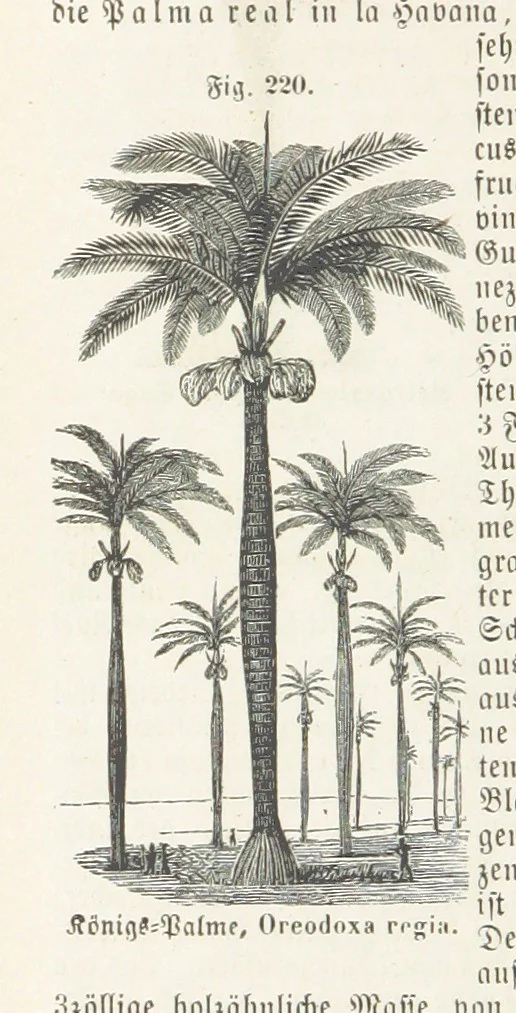 An illustration from Handbuch der Erdkunde, 1859, leaf 784