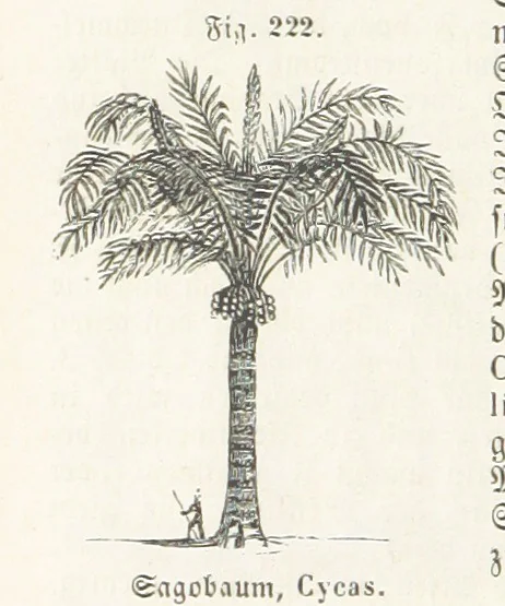 An illustration from Handbuch der Erdkunde, 1859, leaf 786