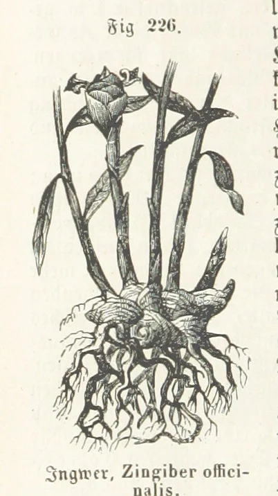An illustration from Handbuch der Erdkunde, 1859, leaf 788