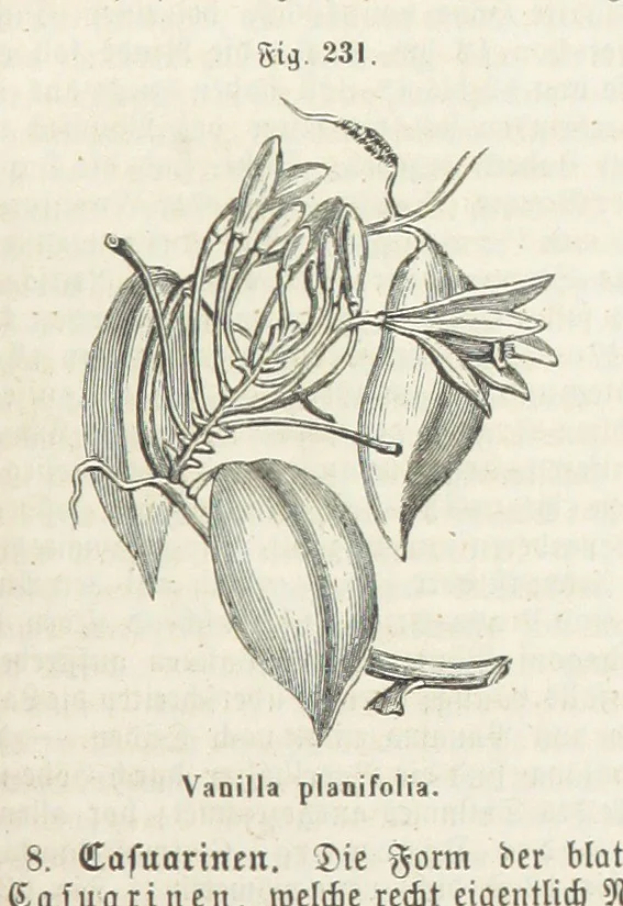 An illustration from Handbuch der Erdkunde, 1859, leaf 793