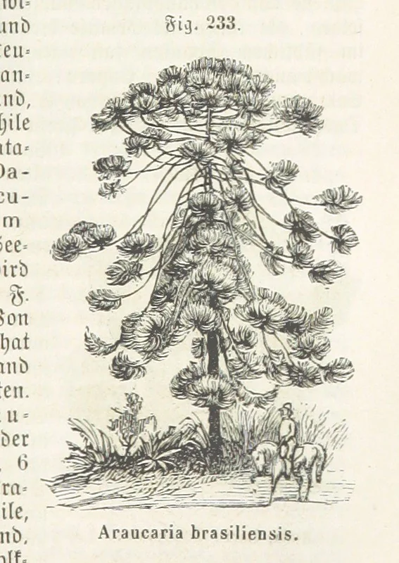 An illustration from Handbuch der Erdkunde, 1859, leaf 795
